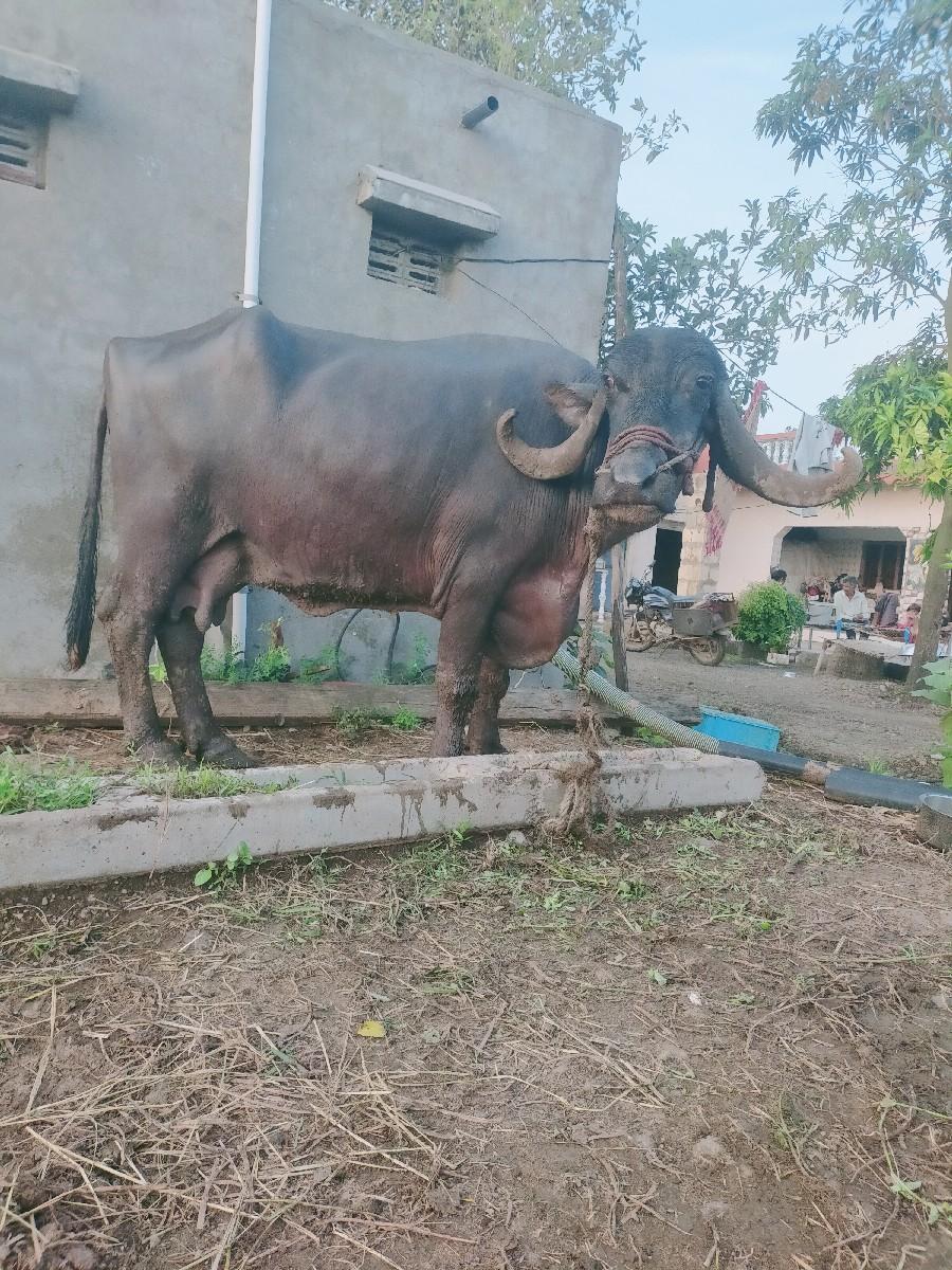 ભેંસ વેસાવ છે