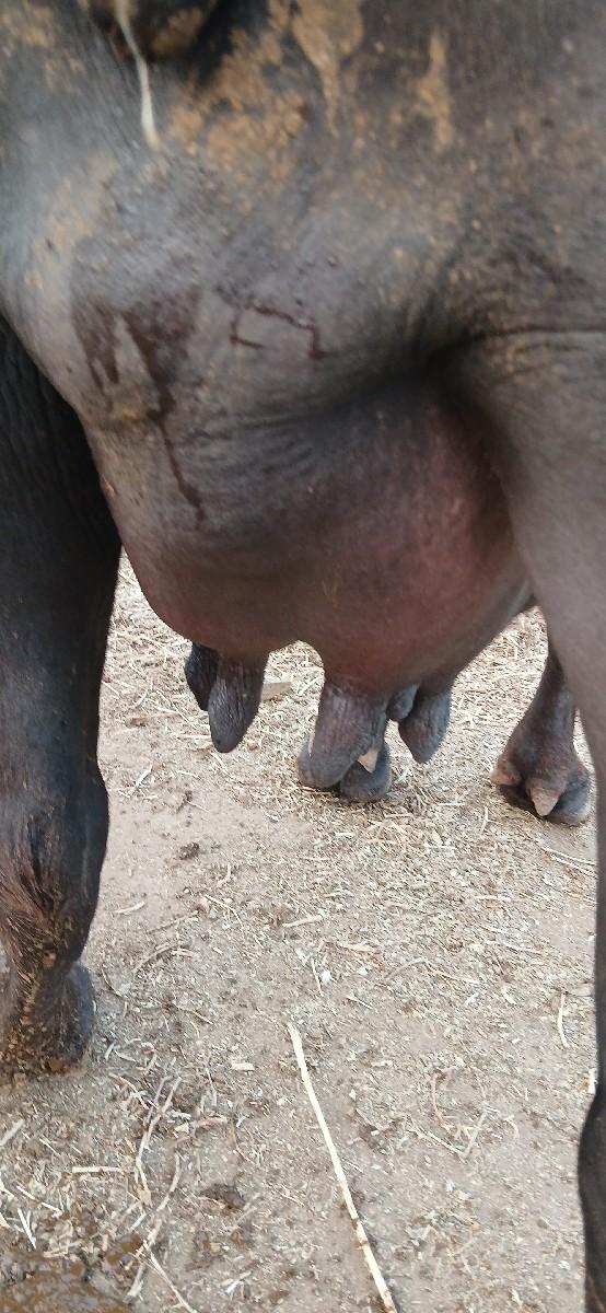 થંબનેલ 3