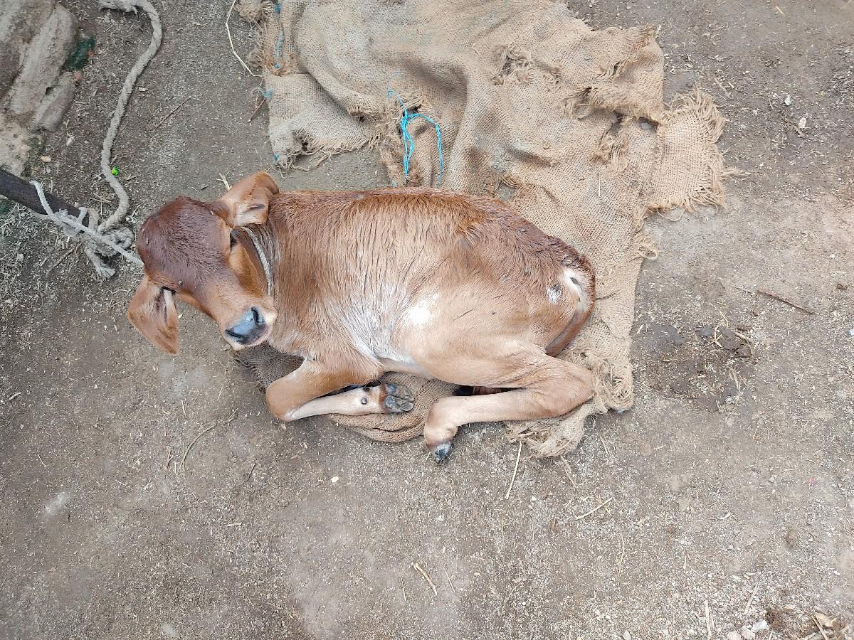 થંબનેલ 3