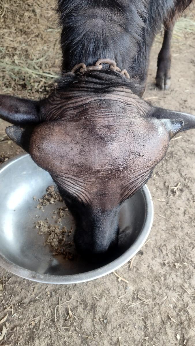 જાફરાબાદી પાડી વેશવાની છે.