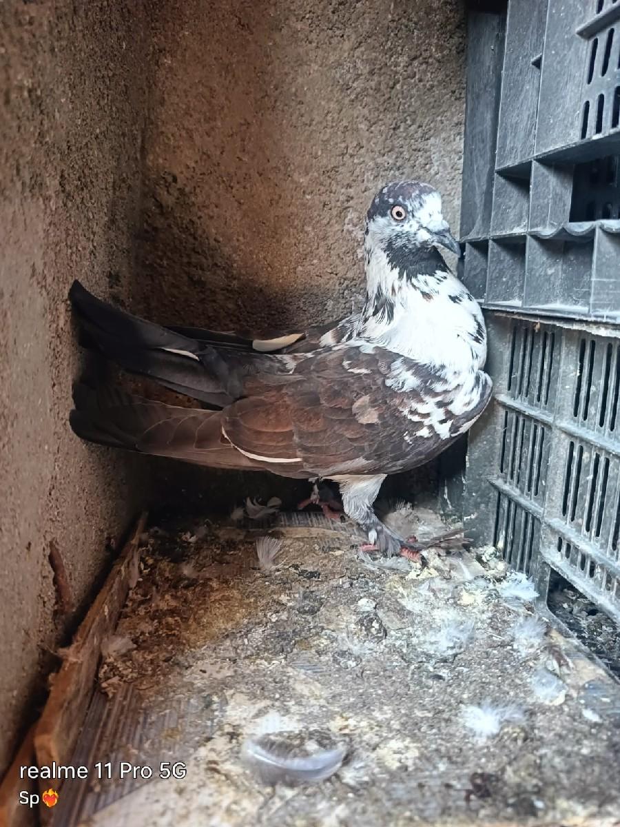 થંબનેલ 2