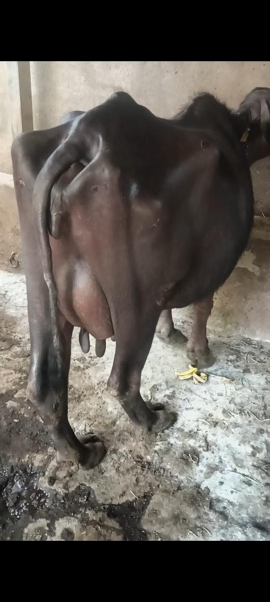 થંબનેલ 2