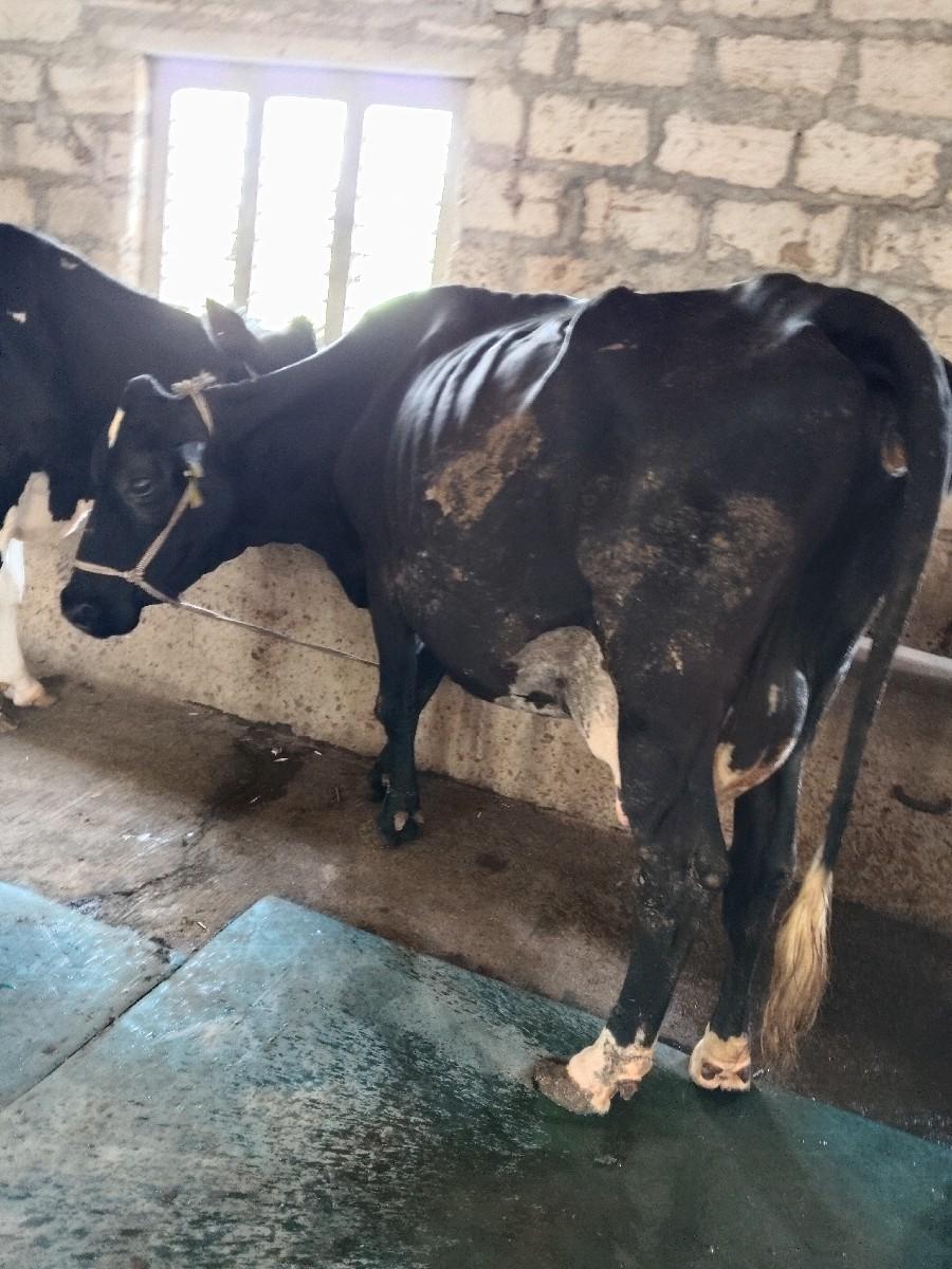 બે ગાય બેસવાની છે