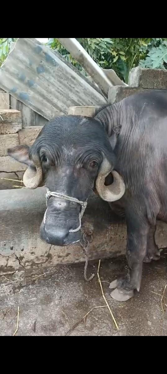 પાડો વેચવાનો છે