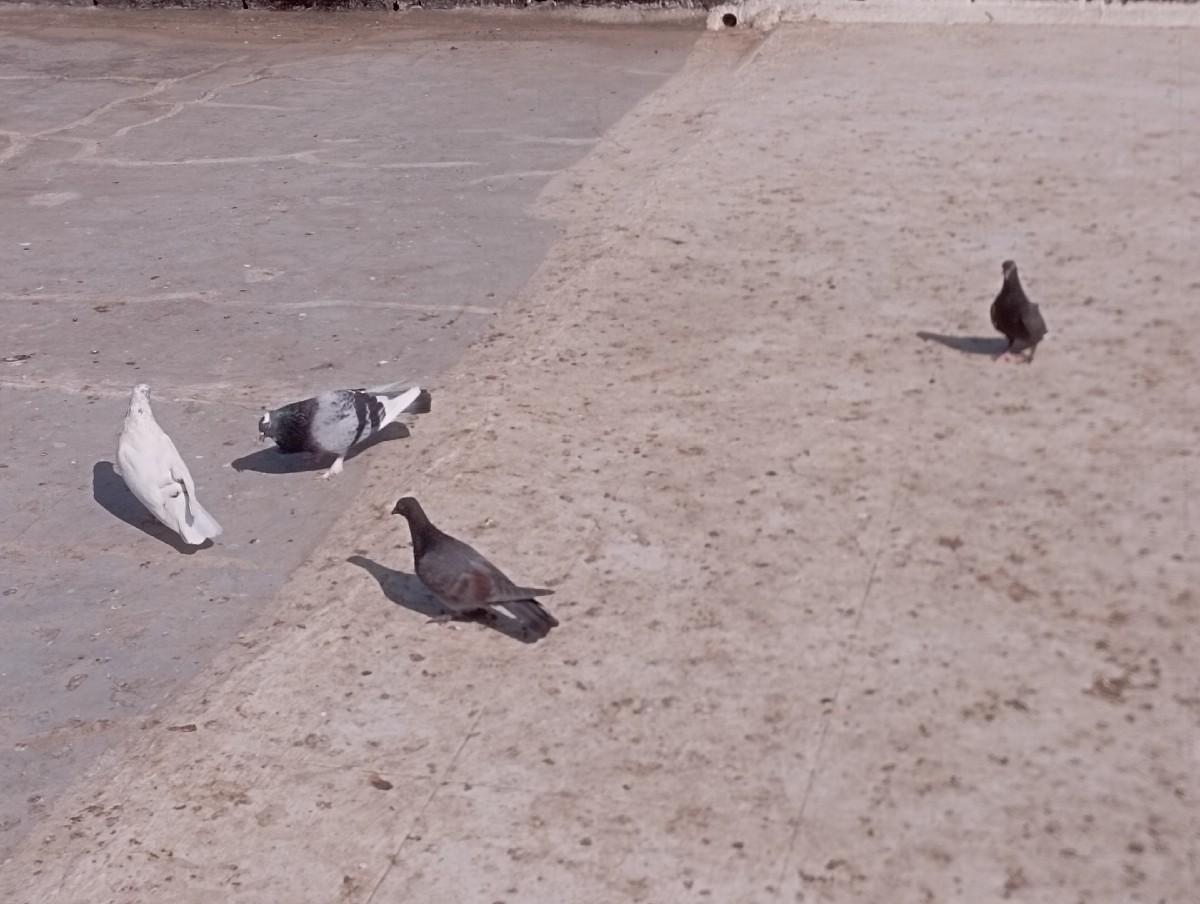 થંબનેલ 3