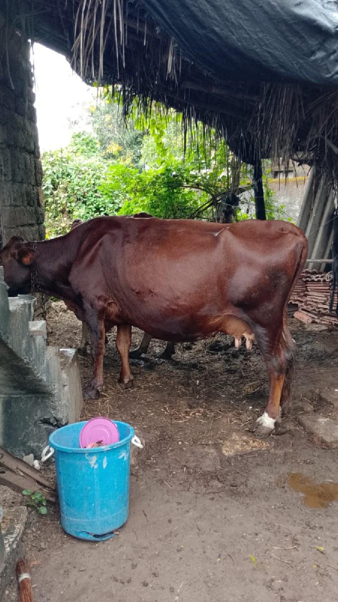 ગાય વેચવાની છે