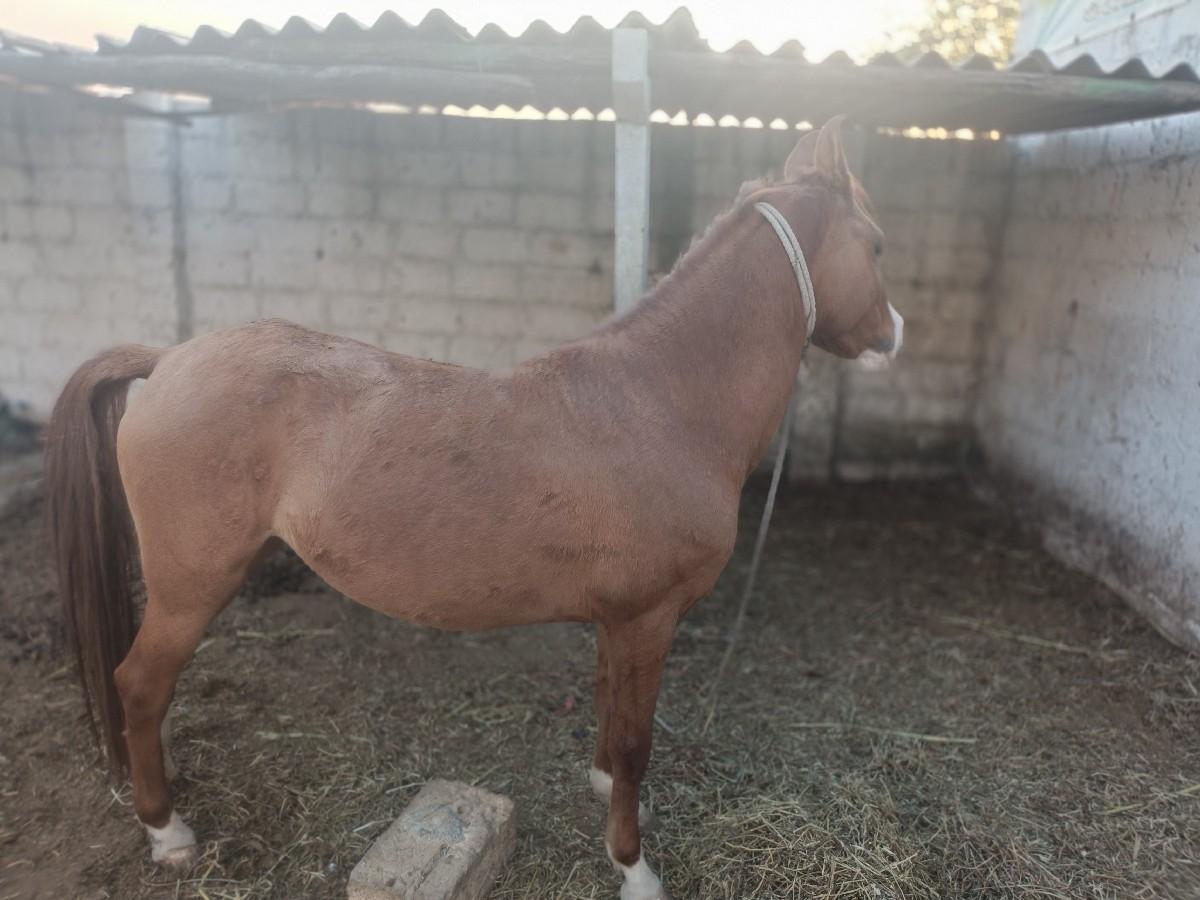 ઘાડી વેચવા ની છે