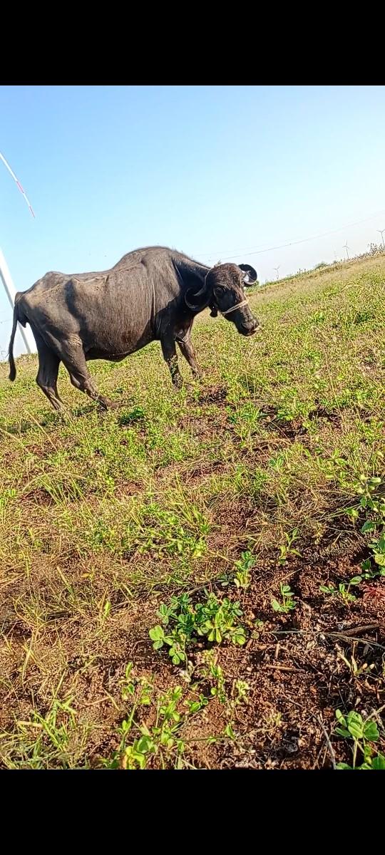 થંબનેલ 2