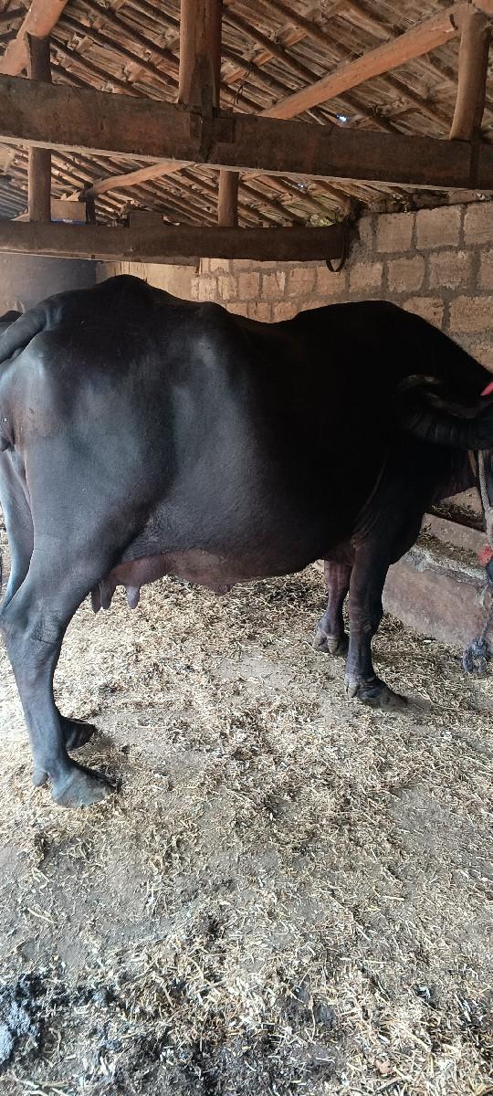 થંબનેલ 2