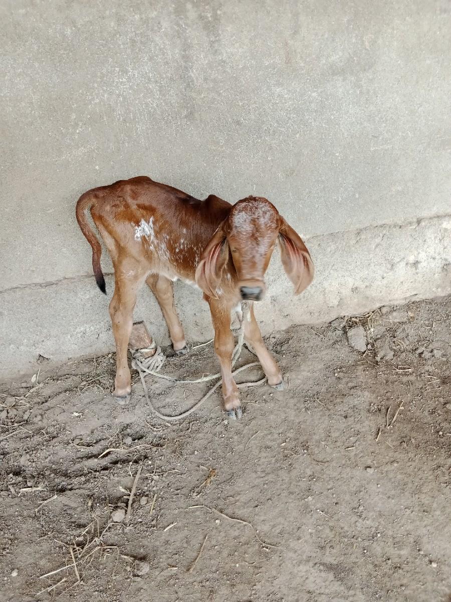 થંબનેલ 2