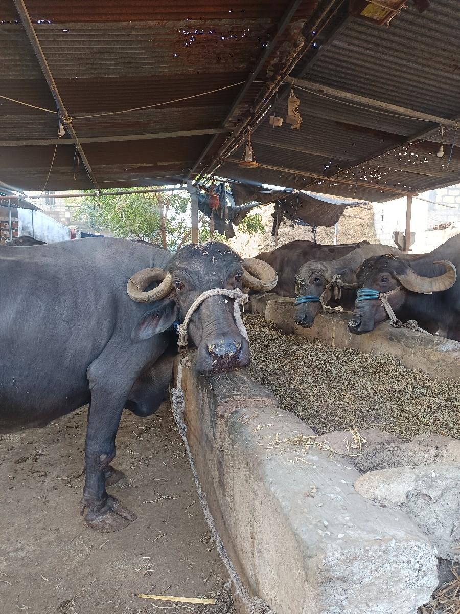 થંબનેલ 3