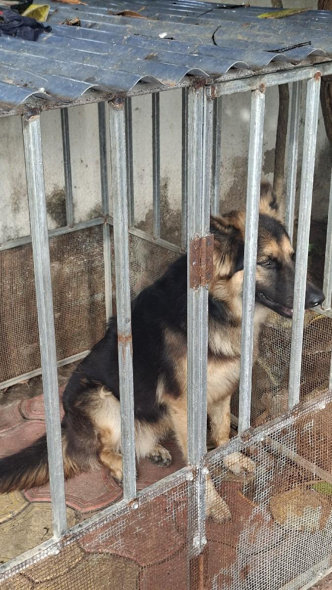 જર્મન શેફર્ડ ડોગ