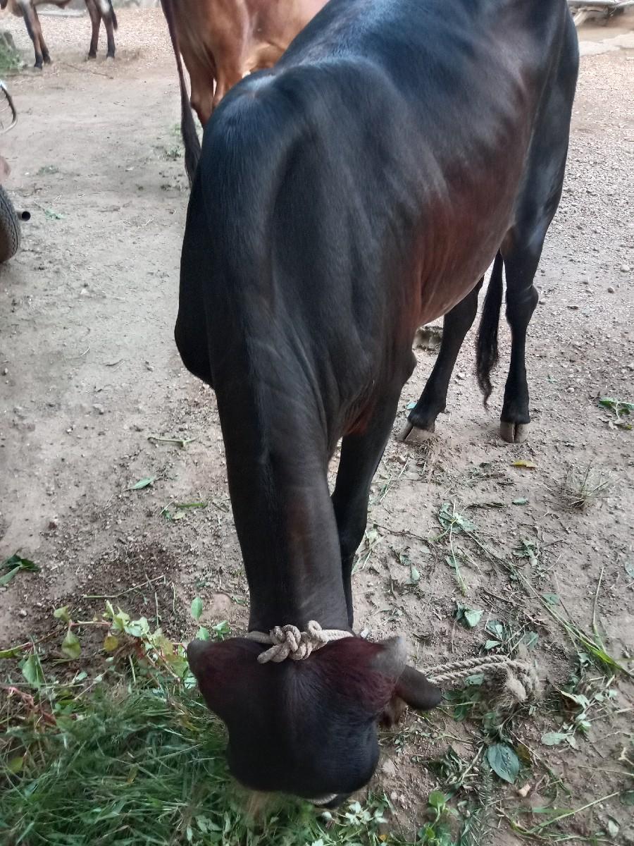 થંબનેલ 2