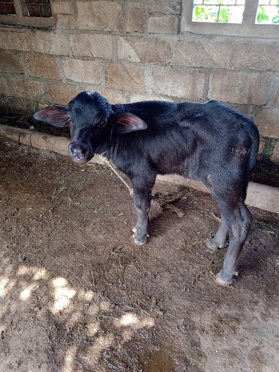 થંબનેલ 2