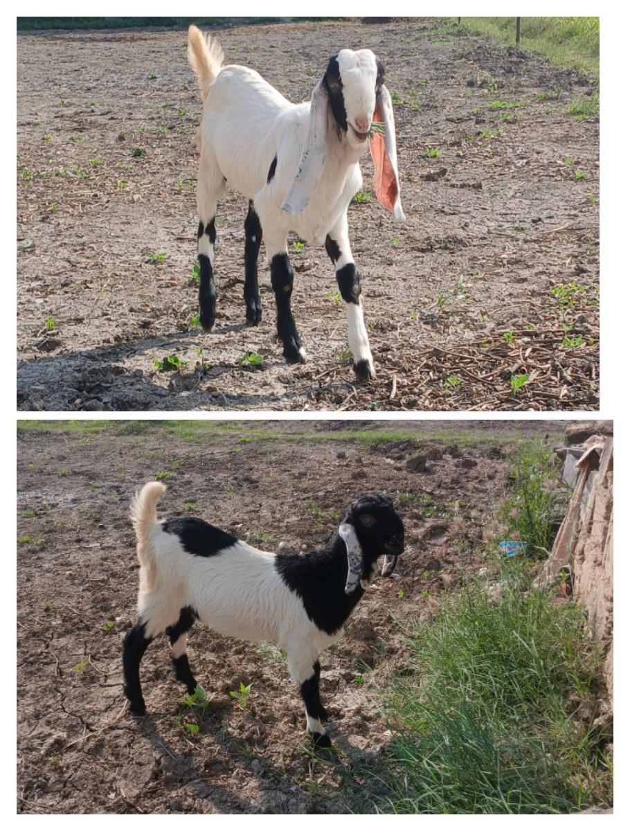 ૪ બકરા વેચવાના છે