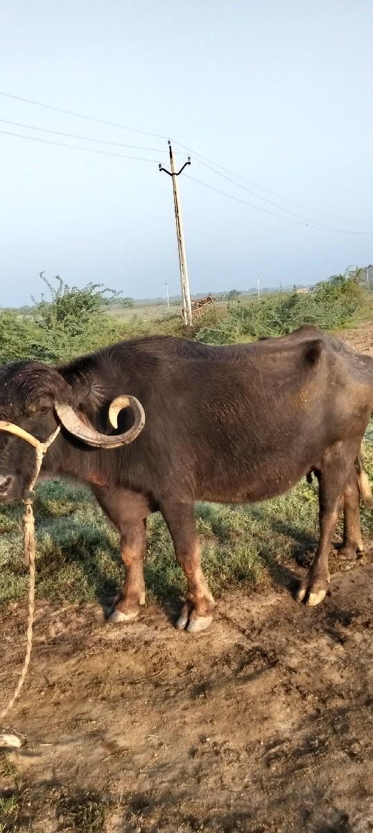 ભેસ વેસવાનિછે