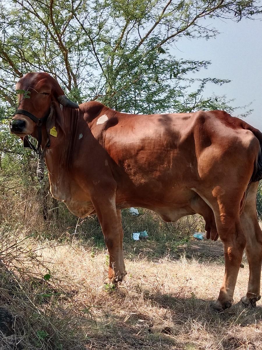 થંબનેલ 2