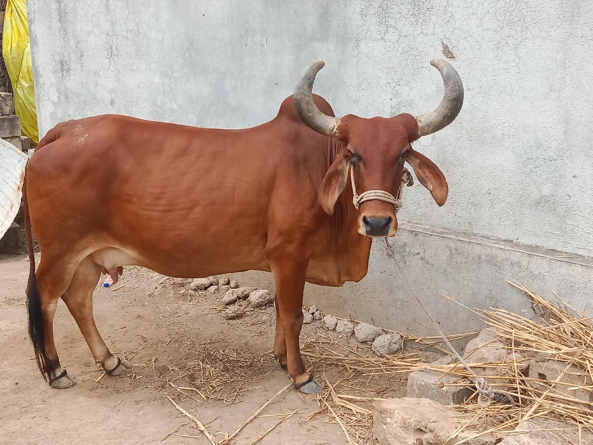 ગાય વેચવાની છે