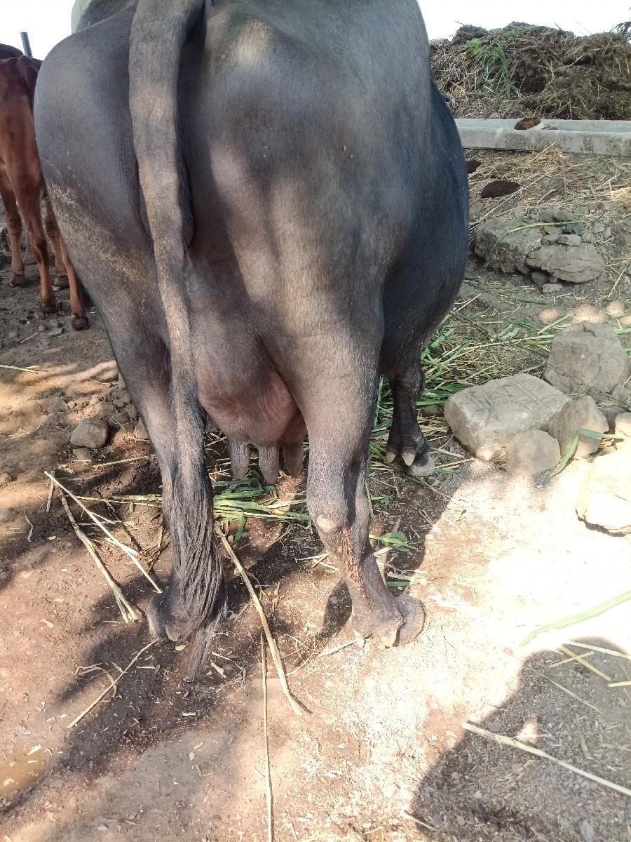 થંબનેલ 2