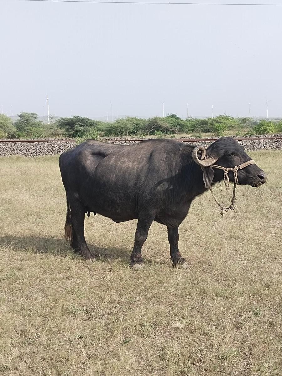 થંબનેલ 2