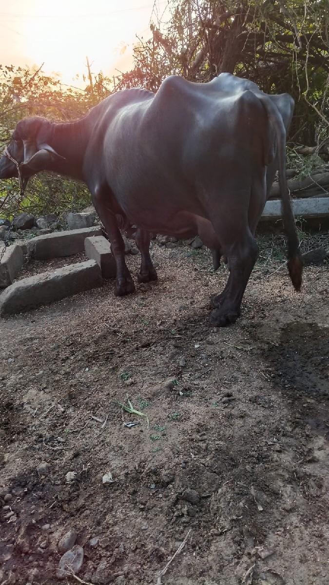 થંબનેલ 3