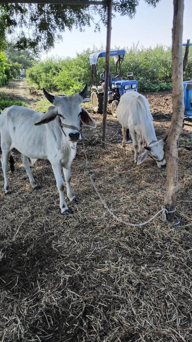 થંબનેલ 2