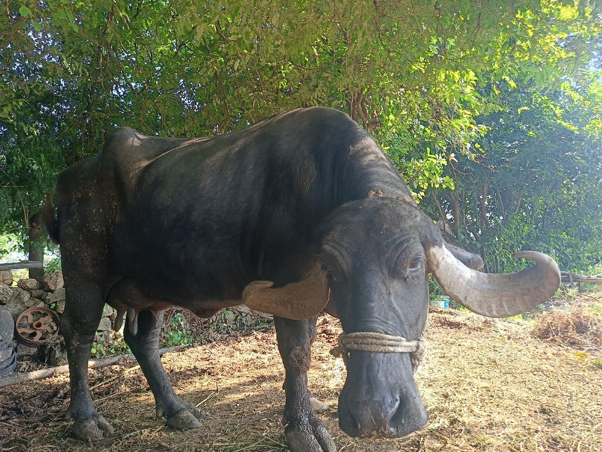 ત્રીજું વેતર વાની એક મહિનો ઘયો