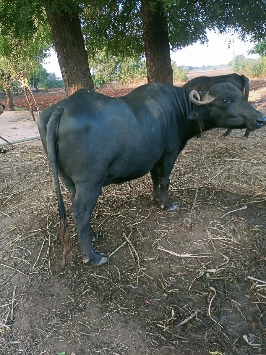 થંબનેલ 3