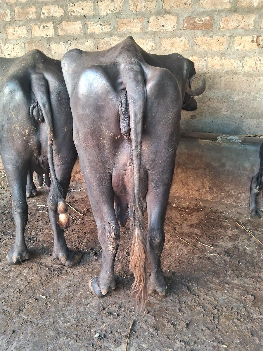 થંબનેલ 4