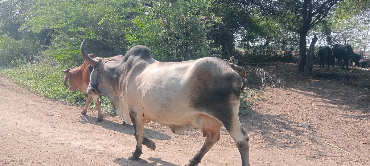 થંબનેલ 2