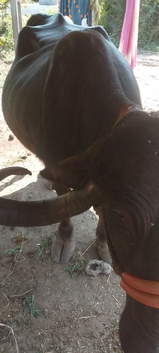 થંબનેલ 2