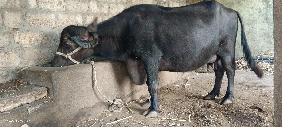 થંબનેલ 2