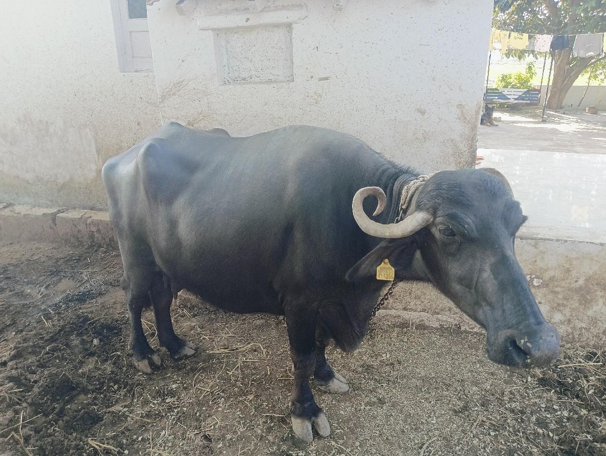 ભેંસ વેચવાની સે