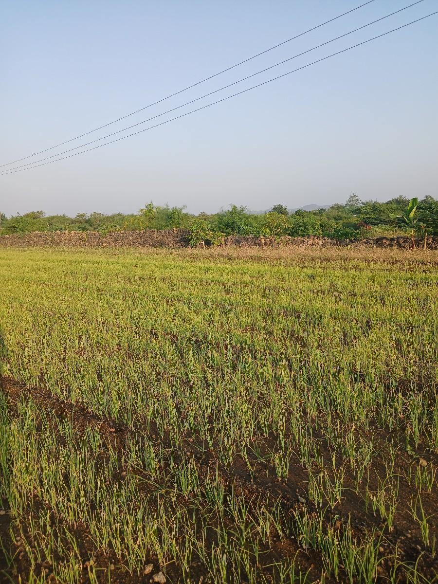 ડુંગળીના રોપ