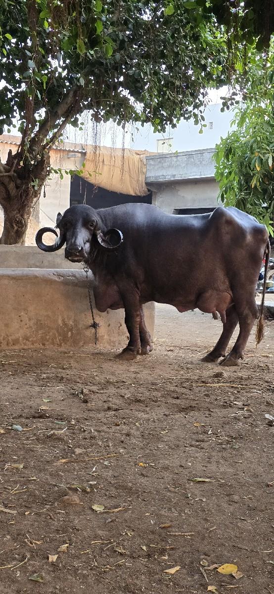 ભેસ વેચવાની છે