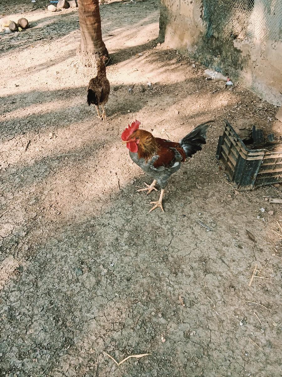 થંબનેલ 2