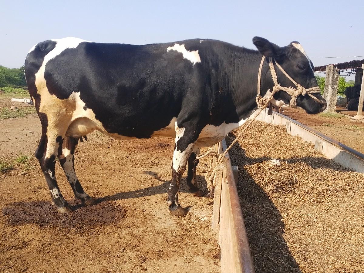 આ ગાય વેચવાની છે