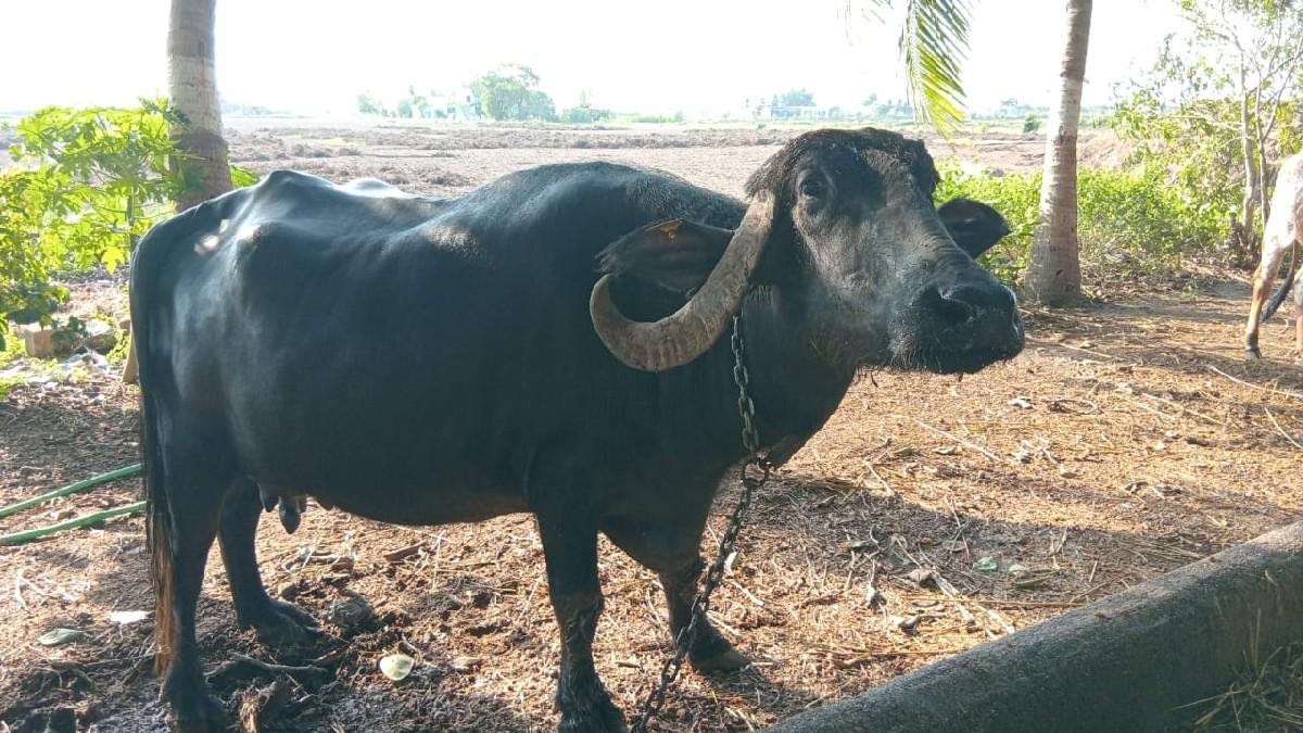 ભેંસ વેચવાની છે