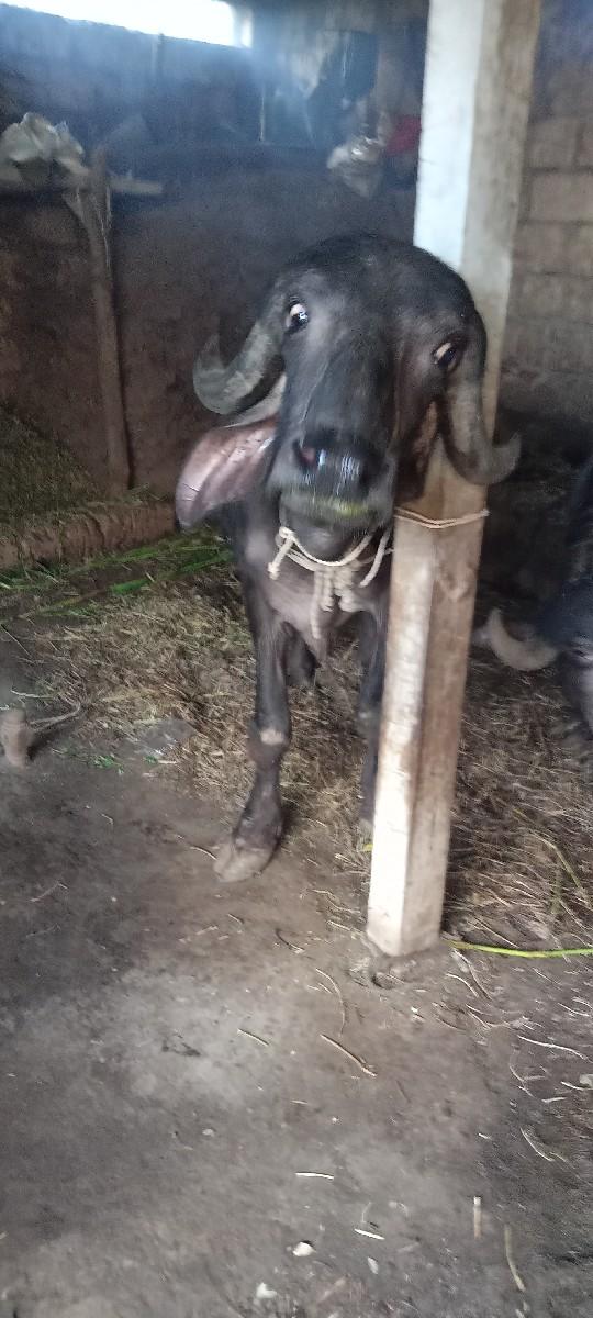 થંબનેલ 2