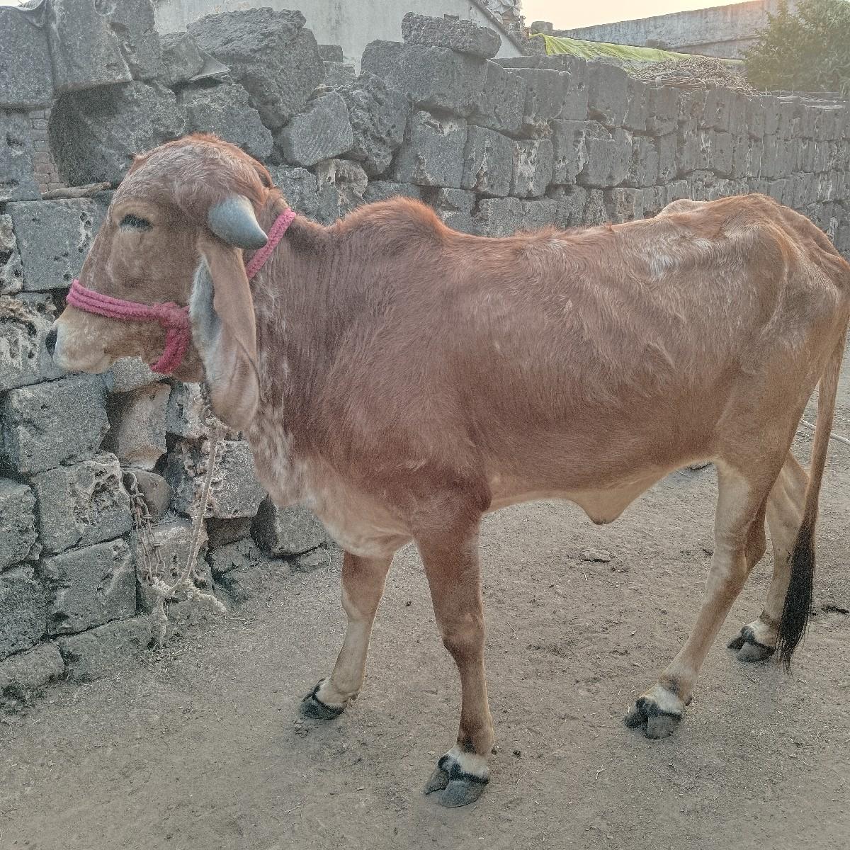 थंबनेल 3