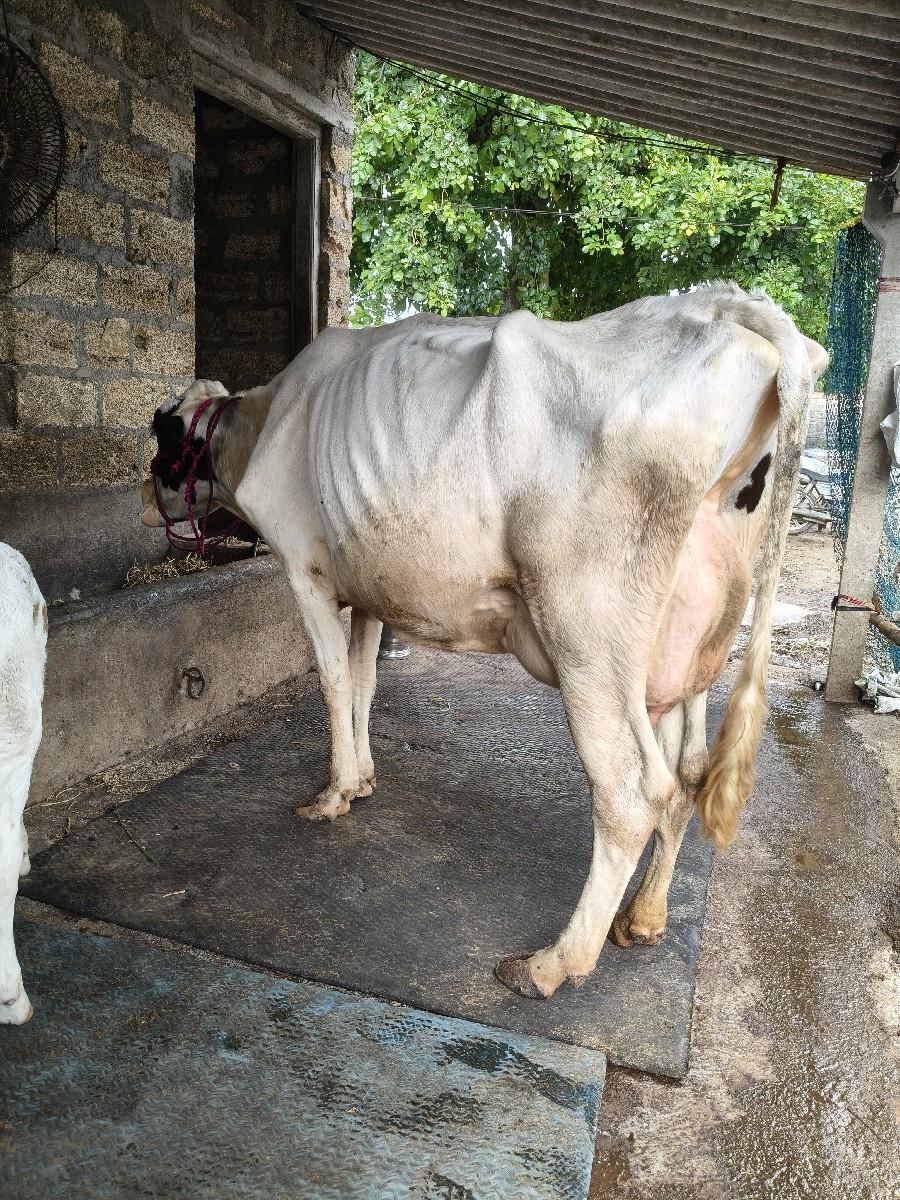 થંબનેલ 5