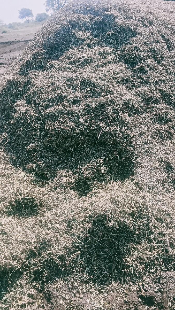 માંડવી નો ભૂછો , ૭ વિધા નો સે, ૨o