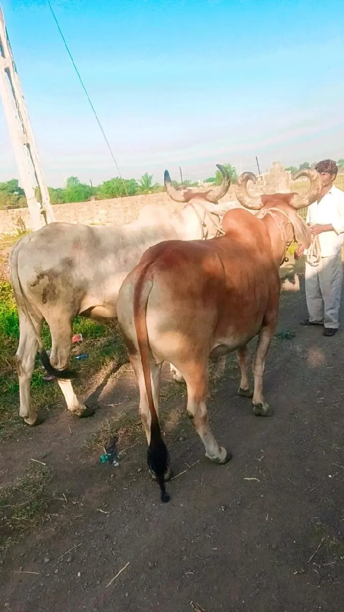 રાજુ અરશીભાઈ સોલંકી દેવીપુજક