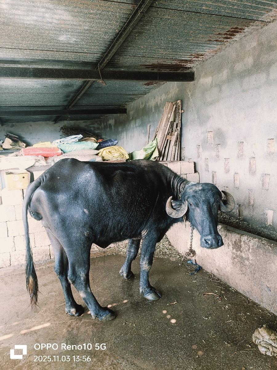 થંબનેલ 3