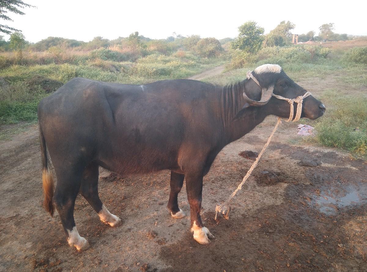 ઈશમાઈ ભાઈ mo. 9714547176