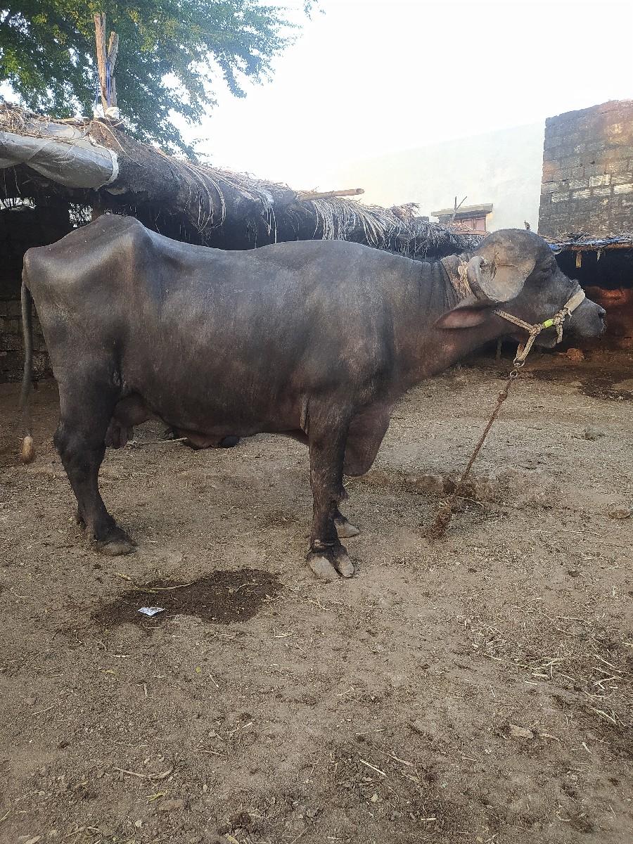 થંબનેલ 2