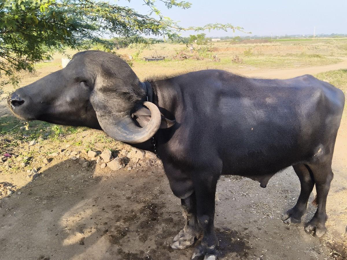 પાડો વેચવાનો