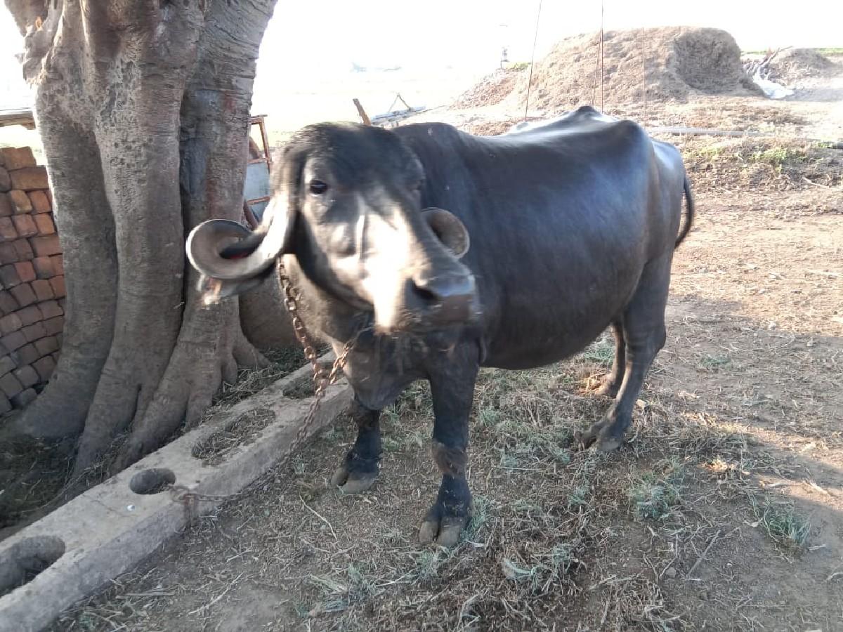 થંબનેલ 2