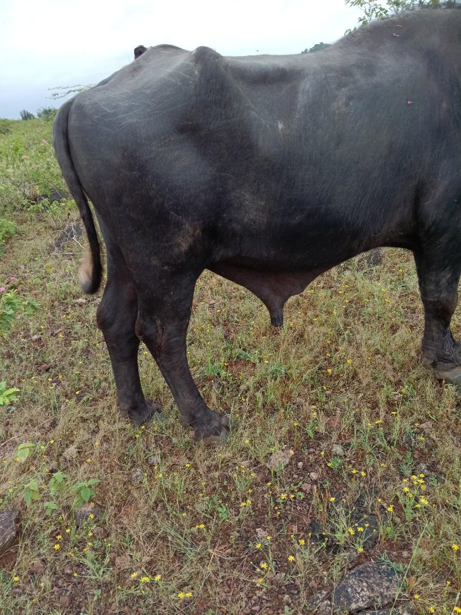 થંબનેલ 2