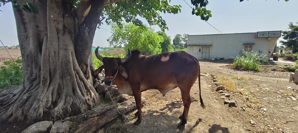 થંબનેલ 2